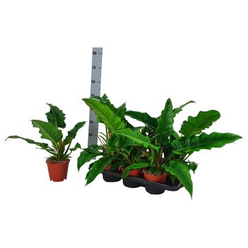 Filodendron 'Narrow Escape'