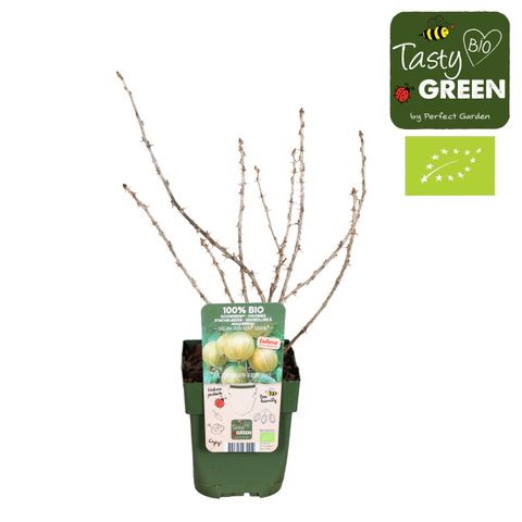 Ribes uva-crispa CRISPA GOLDLING