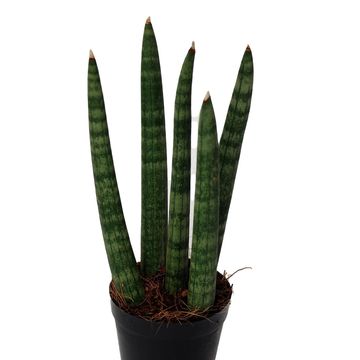 Sansevieria cylindrica 'Spaghetti'