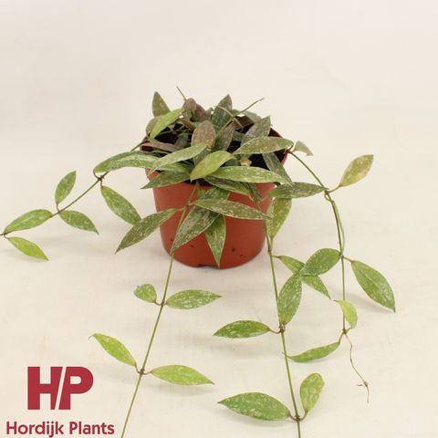 Hoya lacunosa sp Laos