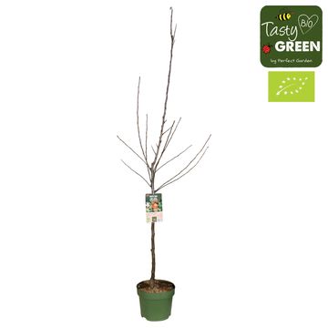 Malus domestica 'Elstar'