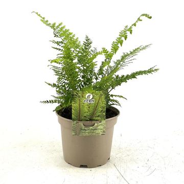 Polystichum setiferum 'Dahlem'