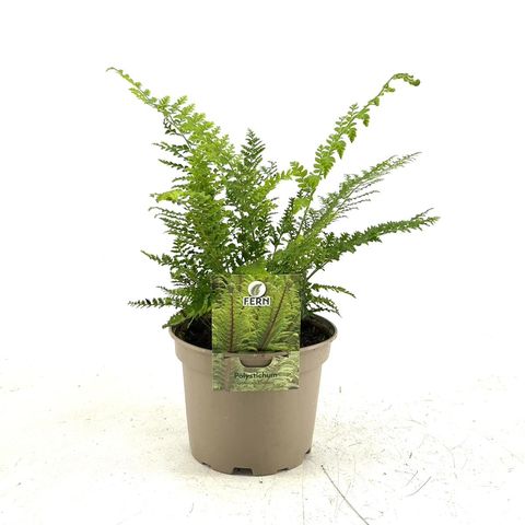 Polystichum setiferum 'Dahlem'