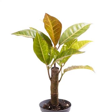 Trojskrzyn variegatum 'Petra'