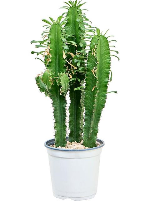 Euphorbia erythraea