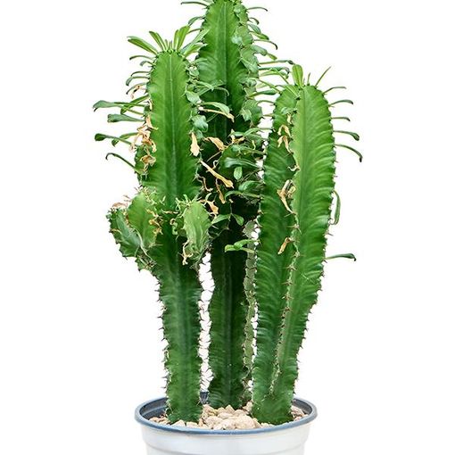 Euphorbia erythraea