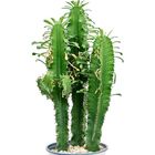 Euphorbia erythraea