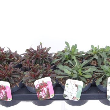 Gaura lindheimeri MIX