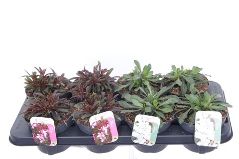 Gaura lindheimeri MIX