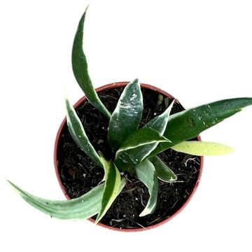 Hoya tsangii 'Albomarginata'