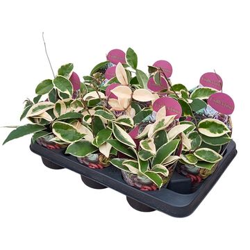 Hoya carnosa 'Variegata'