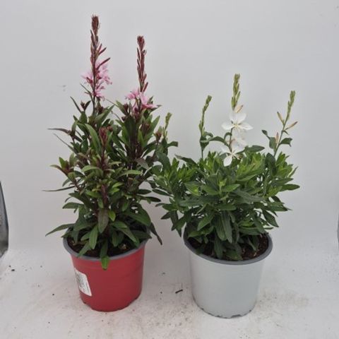 Gaura lindheimeri MIX
