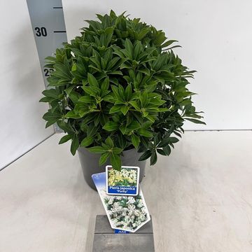 Pieris japonica 'Purity'