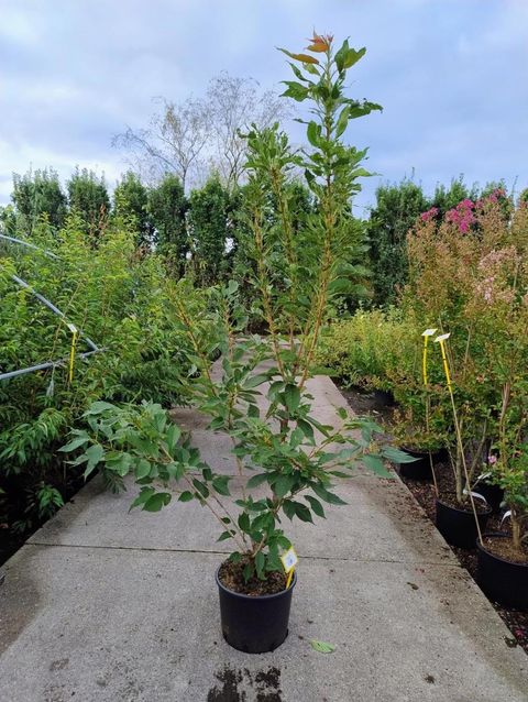 Prunus serrulata 'Taihaku'