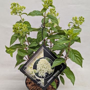 Hydrangea paniculata SKYFALL