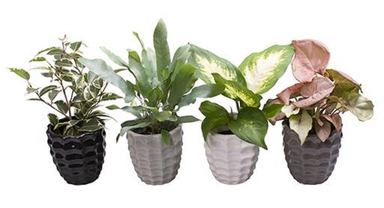 Houseplants MIX — Plant Wholesale FlorAccess