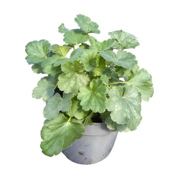 Heuchera sanguinea 'Leuchtkäfer'