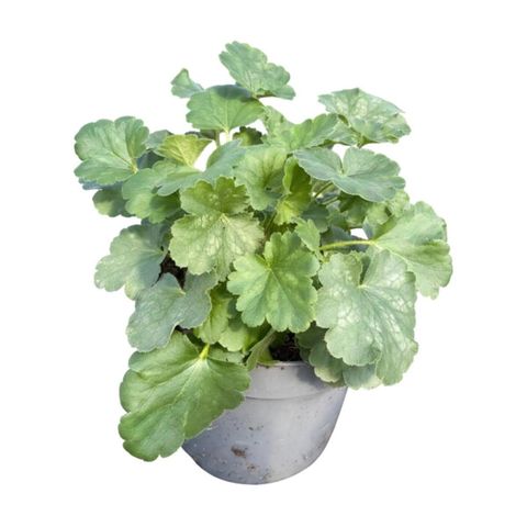 Heuchera sanguinea 'Leuchtkäfer'