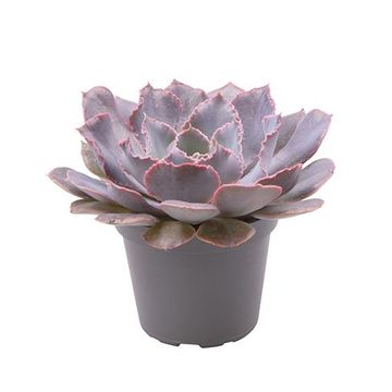 Echeveria shaviana 'Pink Frills'