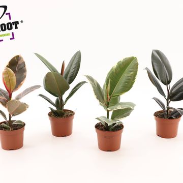 Ficus elastica MIX