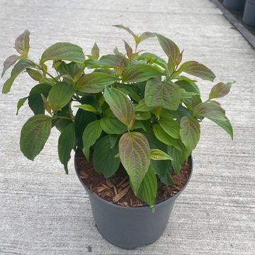 Cornus sericea 'Kelseyi'