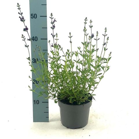 Salvia greggii 'Amethyst Lips'