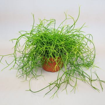 Rhipsalis baccifera 'Oasis'