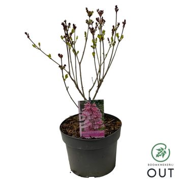 Syringa meyeri FLOWERFESTA PINK