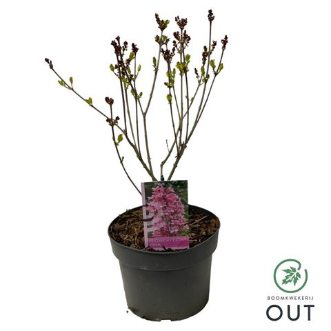 Syringa meyeri FLOWERFESTA PINK