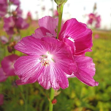 Sidalcea 'Partygirl'