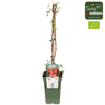 Rubus idaeus 'Heritage'