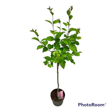 Syringa meyeri FLOWERFESTA PINK