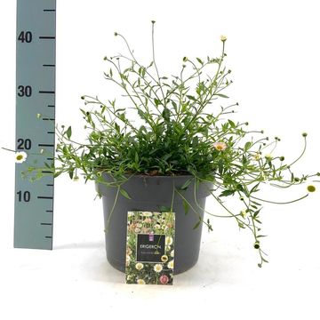 Erigeron karvinskianus