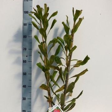 Telopea speciosissima 'Red Embers'