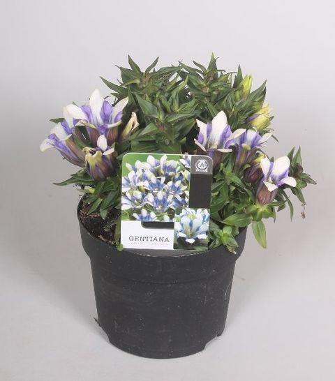 Gentiana scabra ROCKY DIAMOND ROYAL STRIPES