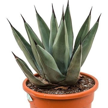 Agave x nigra