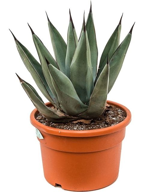 Agave x nigra