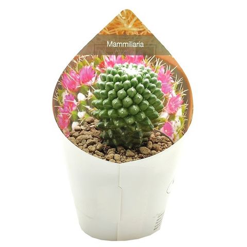 Mammillaria polythele 'Toluca'  Plant Wholesale FlorAccess