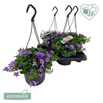 Campanula portenschlagiana 'Ambella Lavender'