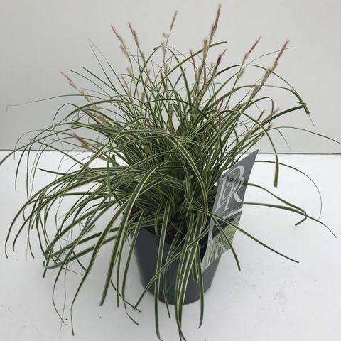 Carex oshimensis EVERCOLOR EVERCREAM