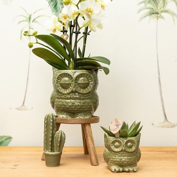 Pot KOLIBRI HOME OWL POT GREEN