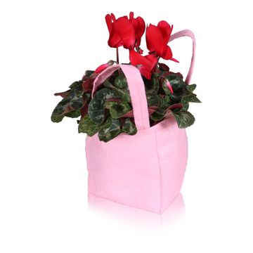 Cyclamen persicum SUPER SERIE S ALLURE MIX