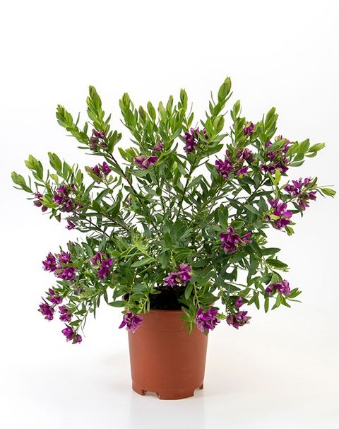 Polygala chamaebuxus