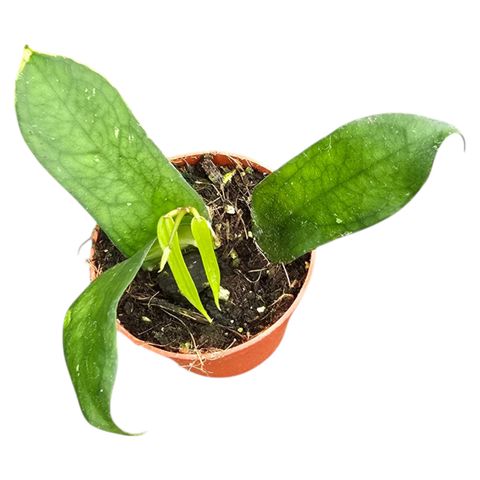 Hoya pandurata sp. Vietnam