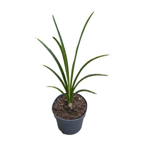 Nerine bowdenii