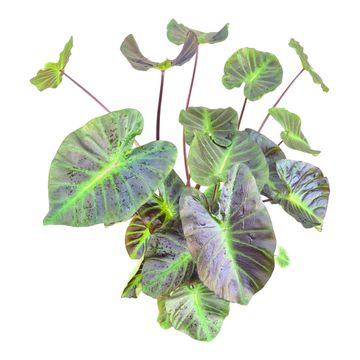 Colocasia 'Hybrid Solar Mirror'