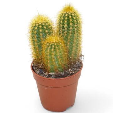 Pilosocereus chrysostele