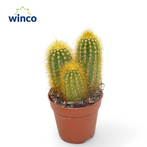 Pilosocereus chrysostele