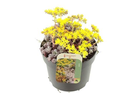 Sedum spathulifolium 'Cape Blanco'