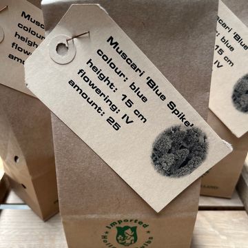 Muscari armeniacum 'Blue Spike'